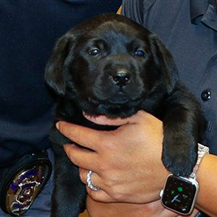 UNT welcomes 2 new Police K-9 to the team