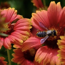 UNT Native Wildflowers Brings Pollinators to Campus