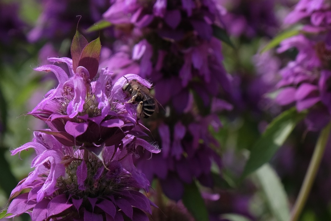 A bee pollinating a purple flower