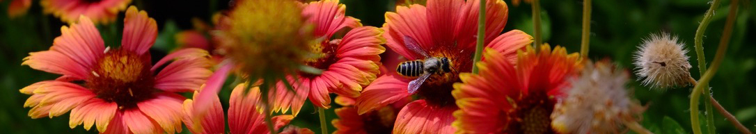 UNT Native Wildflowers Brings Pollinators to Campus