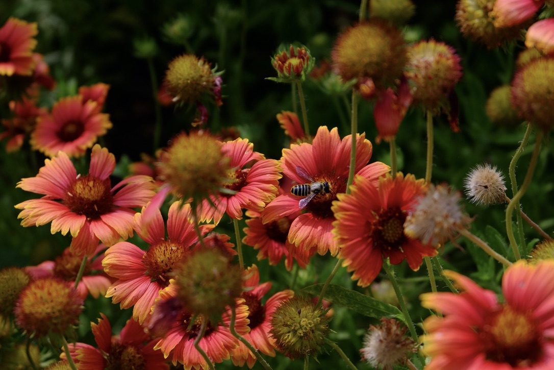 A leaf-cutter bee collects pollen on its abdomen