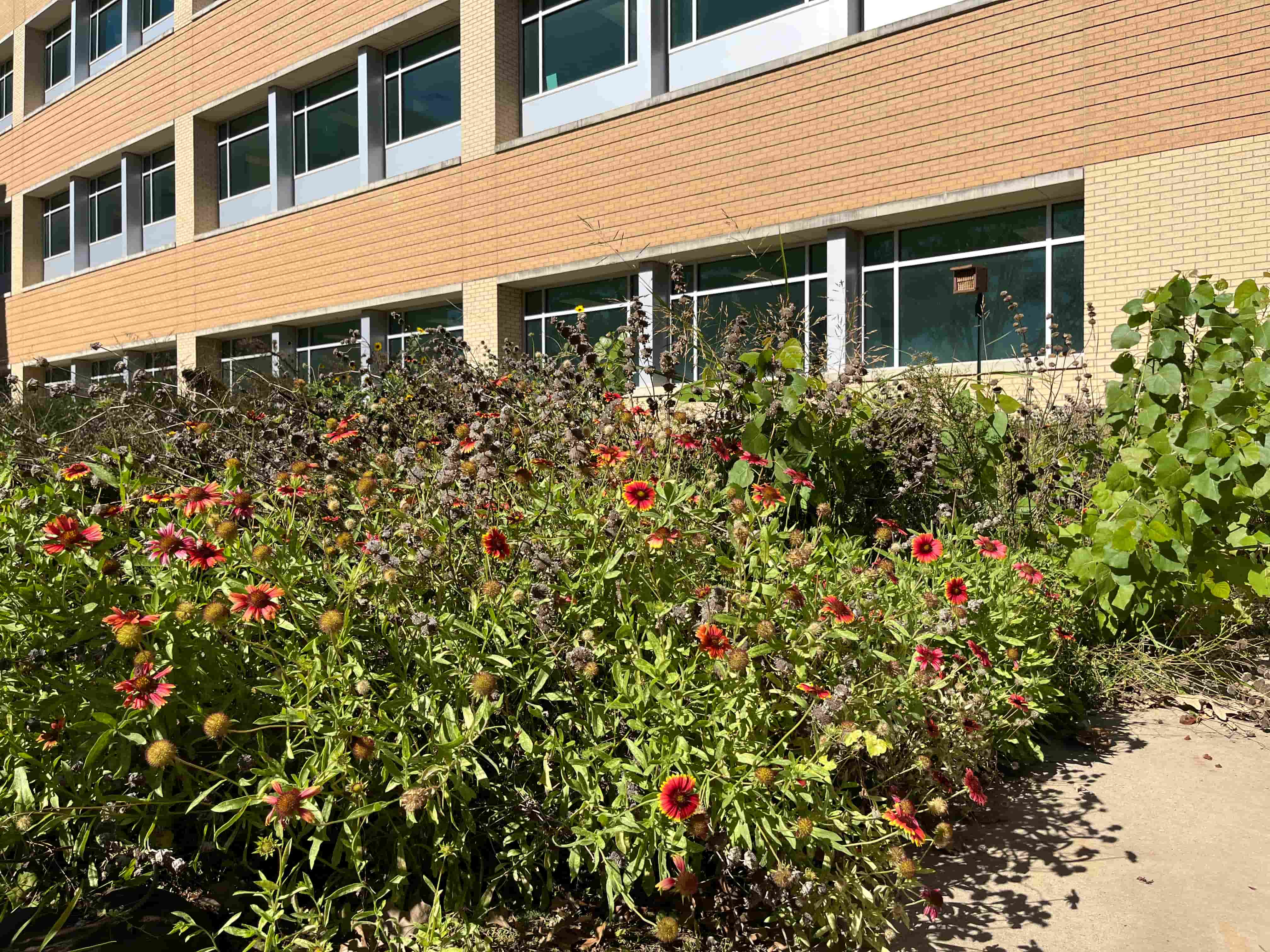 The pollinative plot located next to the UNT Chemistry building