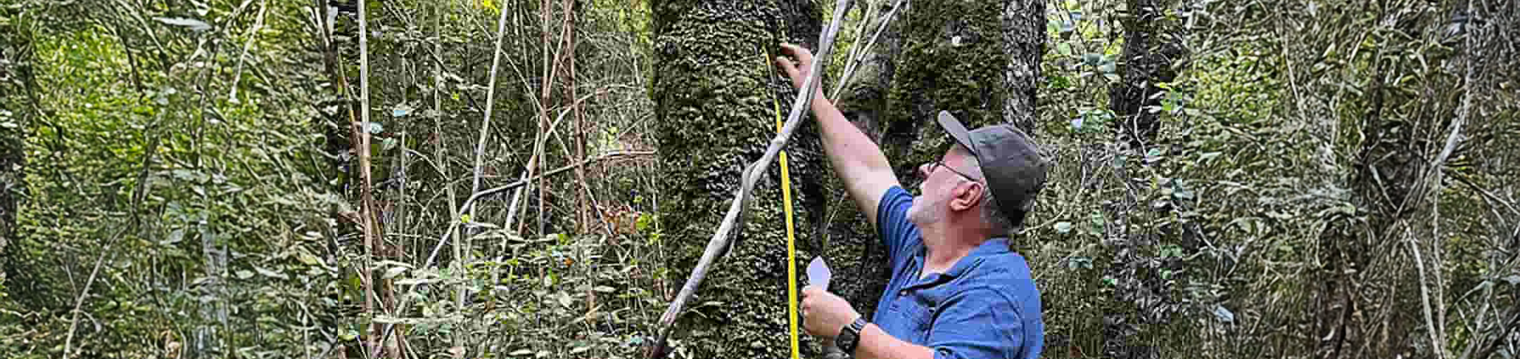 UNT's Dr. Jaime Jiménez collects tardigrade samples from a tree on Navarino Island, Chile Top horizontal photo banner of UNT's Dr. Jaime Jiménez as he collects tardigrade samples from a tree on Navarino Island, Chile