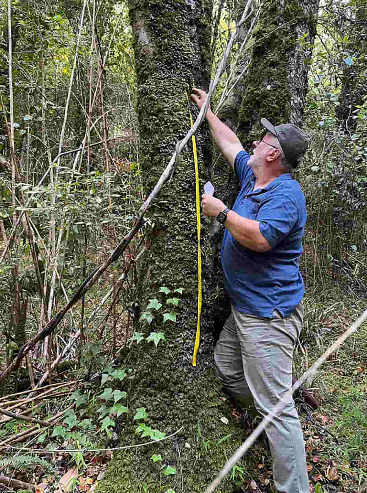 A photo of UNT's Dr. Jaime Jiménez collecting tardigrade samples from a tree on Navarino Island, Chile A photo of UNT's Dr. Jaime Jiménez collecting tardigrade samples from a tree on Navarino Island, Chile