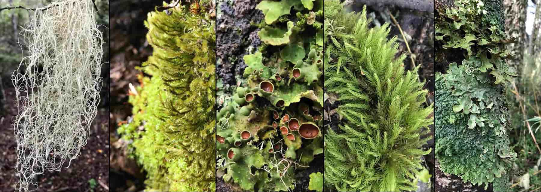 Examples of different tardigrade habitats A photo collage of images of trees, moss, lichens and other plants where tardigrades are found
