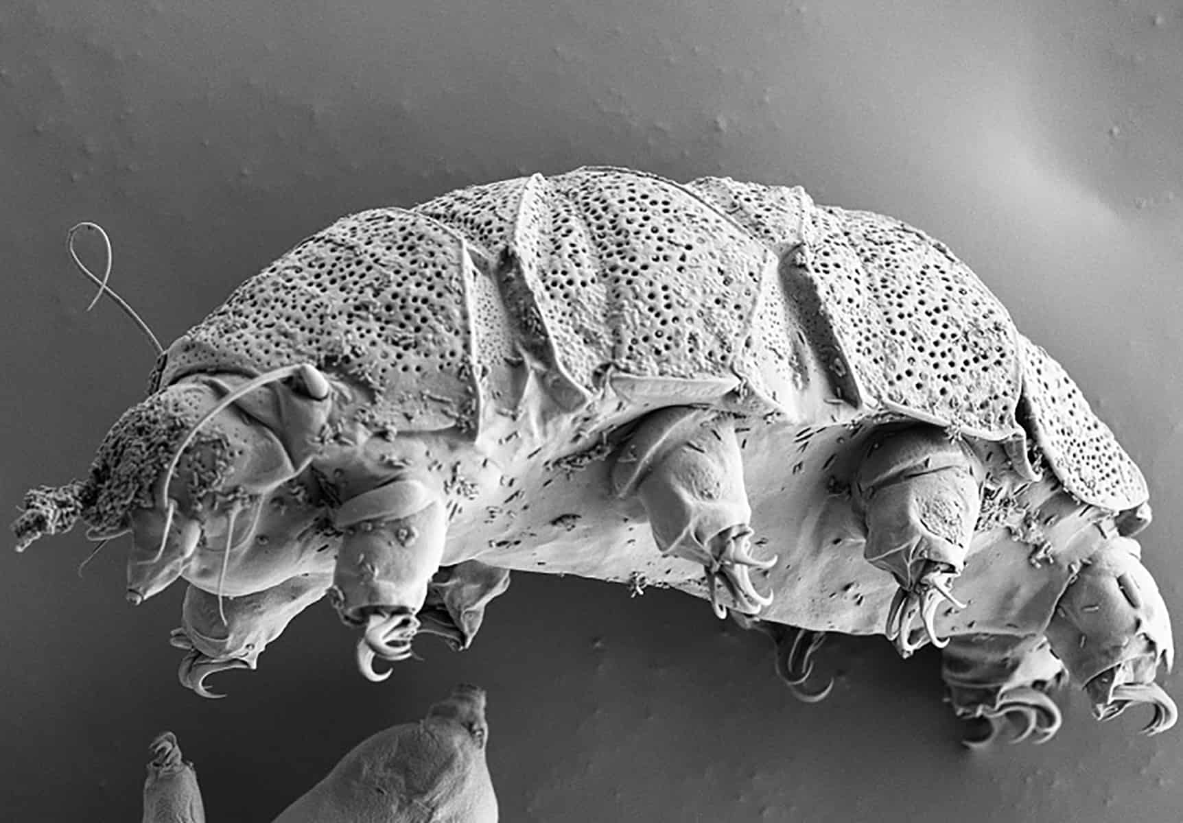 A photo of a tardigrades — also known as “water bears” A photo of a tardigrades — also known as “water bears”