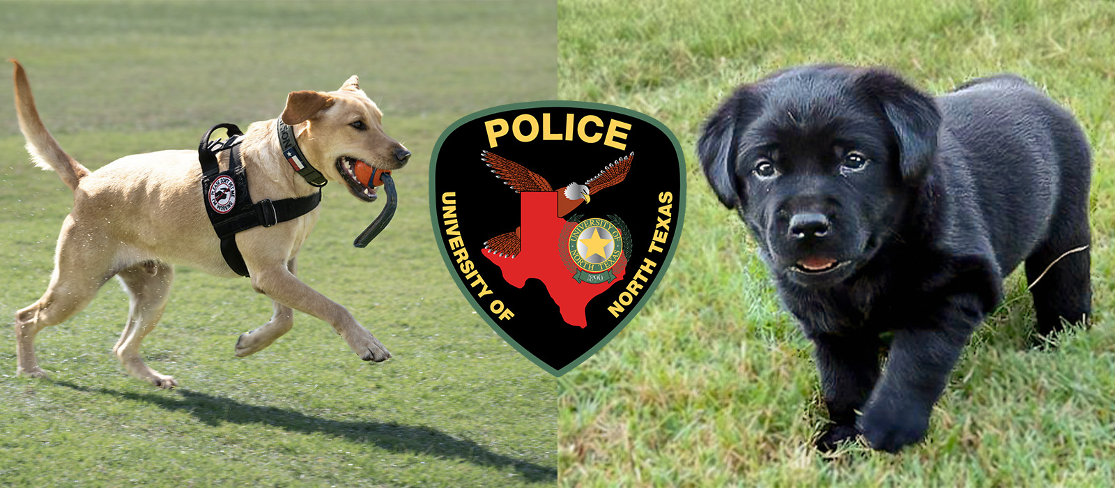 UNT welcomes Watson and Clover to their K-9 team